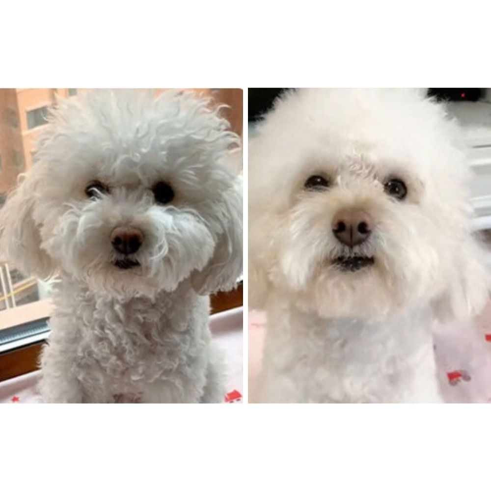 2-in-1 Pet Dryer and Brush with Adjustable Heat – Silent QuickDry Grooming Tool for All Coat Types 3