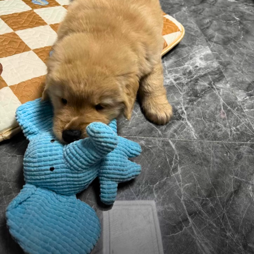 Calming Elephant Plush Toy for Dogs with Interactive Sounds – Chewable, Machine Washable, Soft Fabric 6