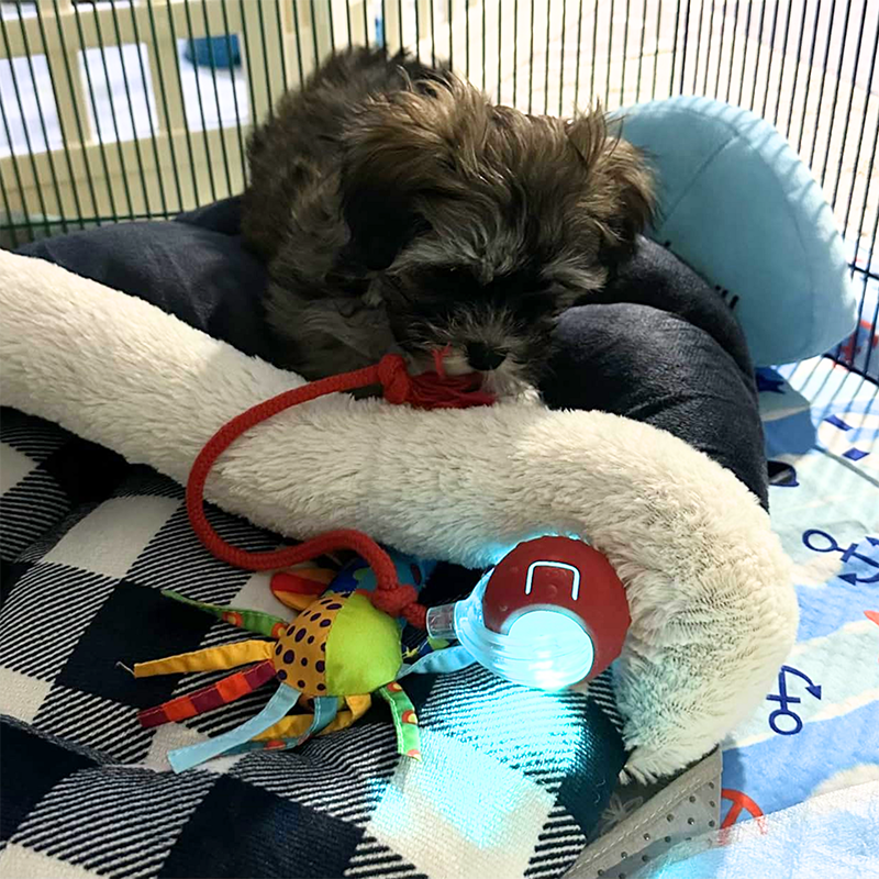 Interactive Rolling Ball Toy for Dogs and Cats – Engaging Pet Toy with 3 Play Modes to Keep Pets Active and Entertained 4