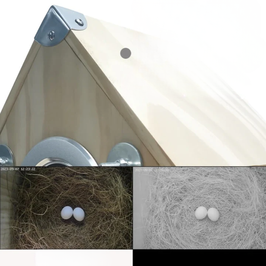 Smart Bird Feeder Box with Integrated Camera for Real-Time Nesting Observation – Weather-Resistant and Easy to Mount