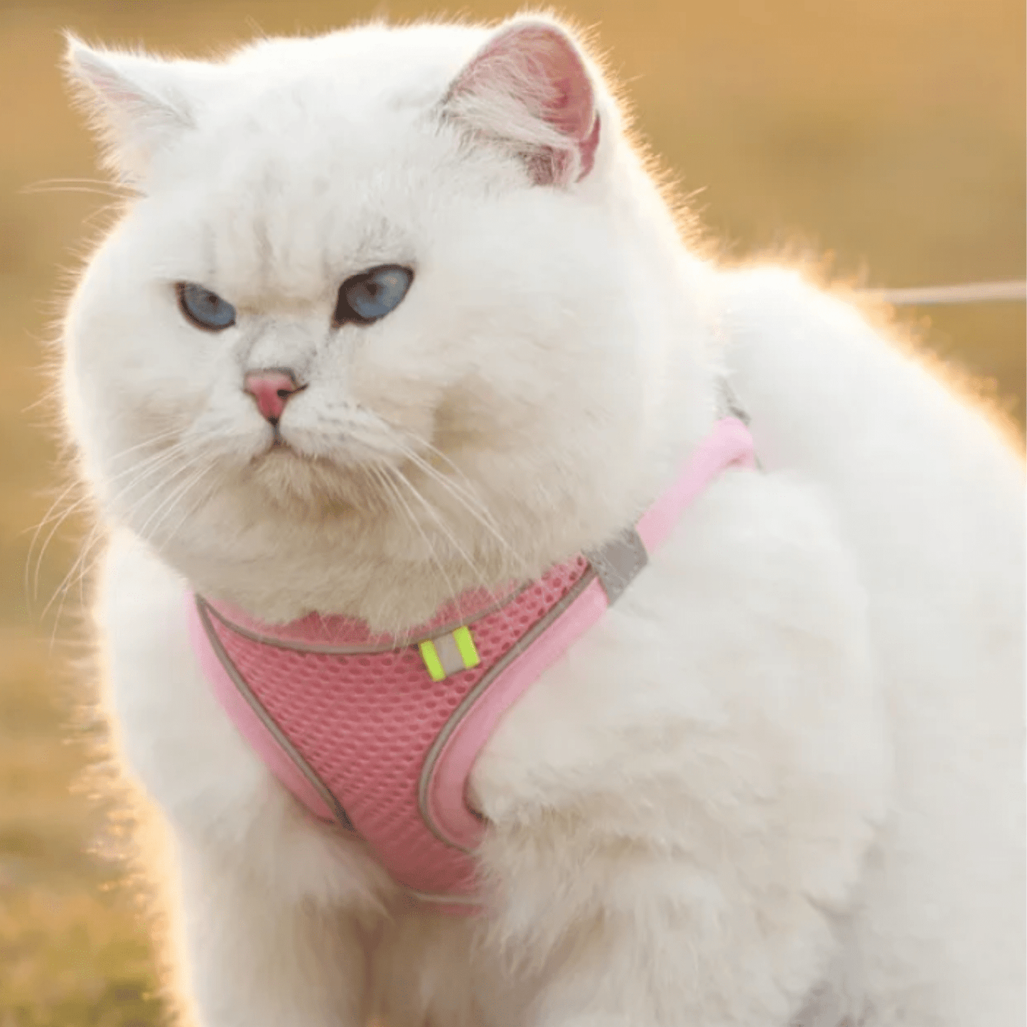 Adjustable Breathable Dog and Cat Harness – Comfortable and Durable for Small Pets 4