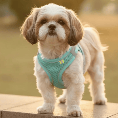 Adjustable Breathable Dog and Cat Harness – Comfortable and Durable for Small Pets 5
