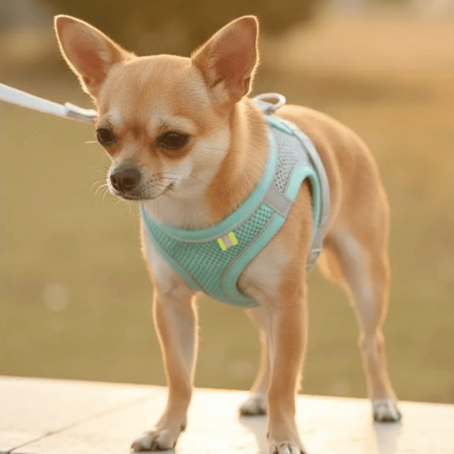 Adjustable Breathable Dog and Cat Harness – Comfortable and Durable for Small Pets 7
