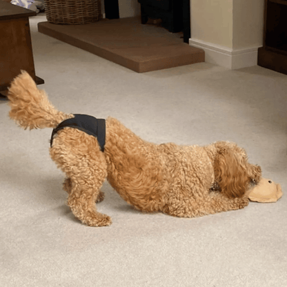 Adjustable Dog Pants with Diaper Inserts for Female Dogs – Breathable Cotton, Perfect Fit 2