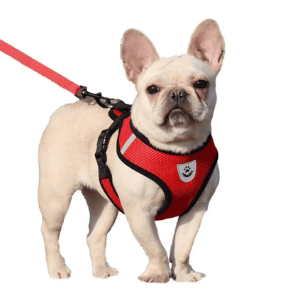 Adjustable Dog and Cat Harness with Leash – Breathable Mesh, Reflective Accents, Custom Fit for Comfort and Safety 1
