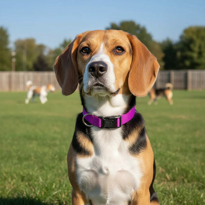 Adjustable Nylon Dog Collar - Durable, Comfortable, and Stylish for Small to Large Breeds 2