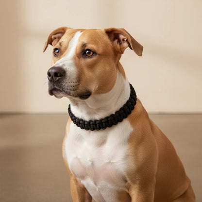 Adjustable Nylon Dog Collar for Training and Walks – Comfortable, Durable, Multiple Color Options, Sizes S to XL 6