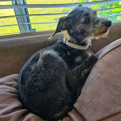 Adjustable Waterproof Dog Calming Collar for Anxiety Relief – 25 Inches, Clinically Proven, Fast-Acting, Suitable for All Breeds 8