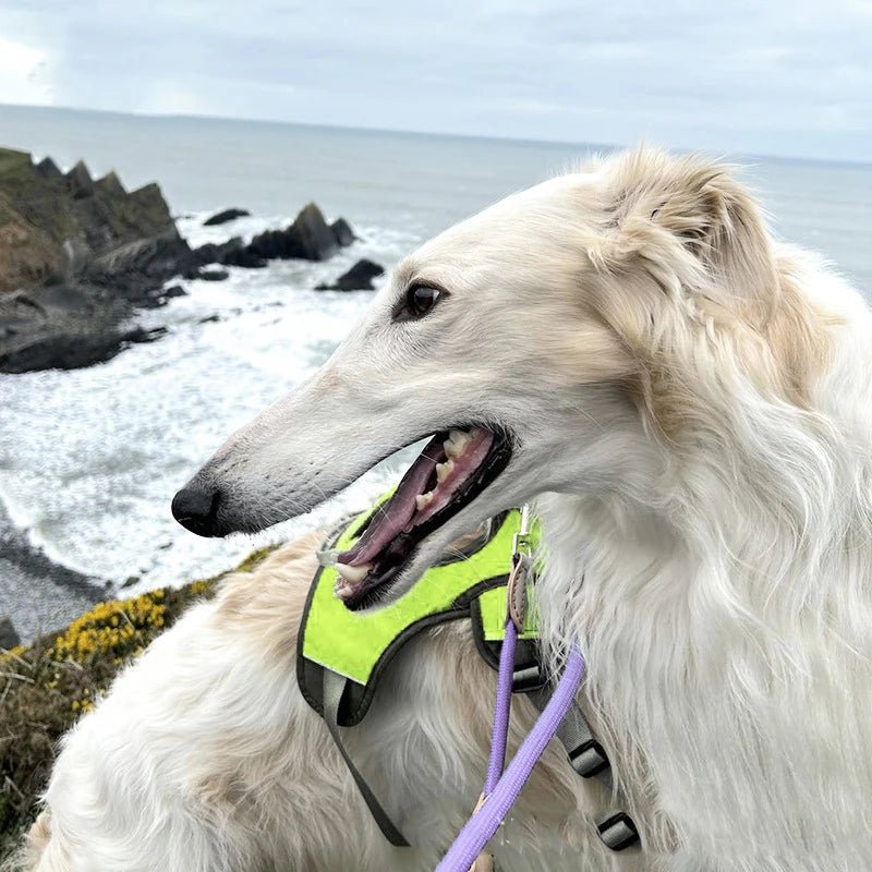 Adjustable Waterproof Dog Harness for Medium and Large Dogs – Reflective Strips for Safety and Comfort 6