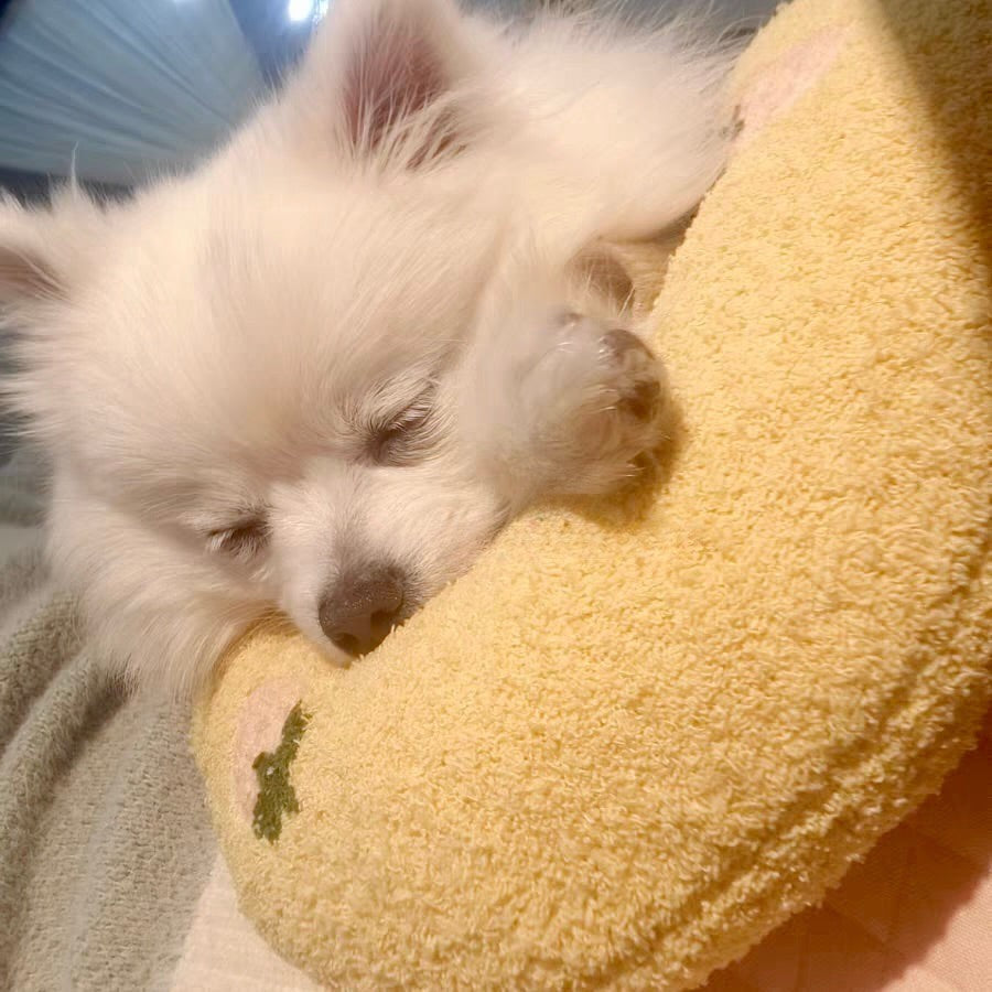 Anti-Anxiety Dog Pillow, Machine Washable Comfort Pillow for Relaxation, Soft and Cozy Support for Anxious Dogs - 24 x 18 Inches 7