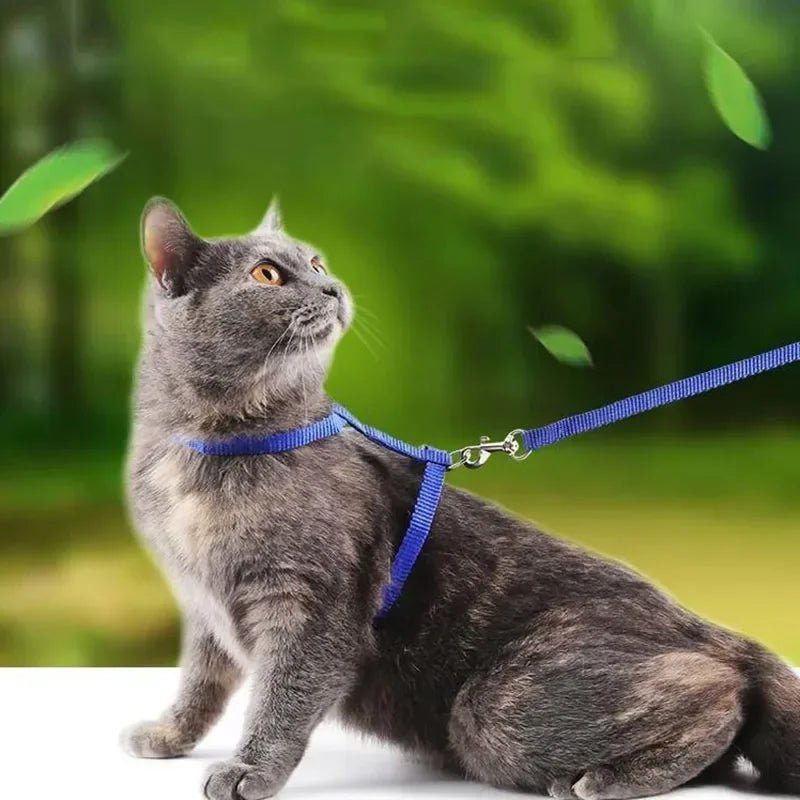 Anti-Escape H-Shape Harness with Leash for Small Dogs and Cats – Adjustable Comfortable Nylon Design 2