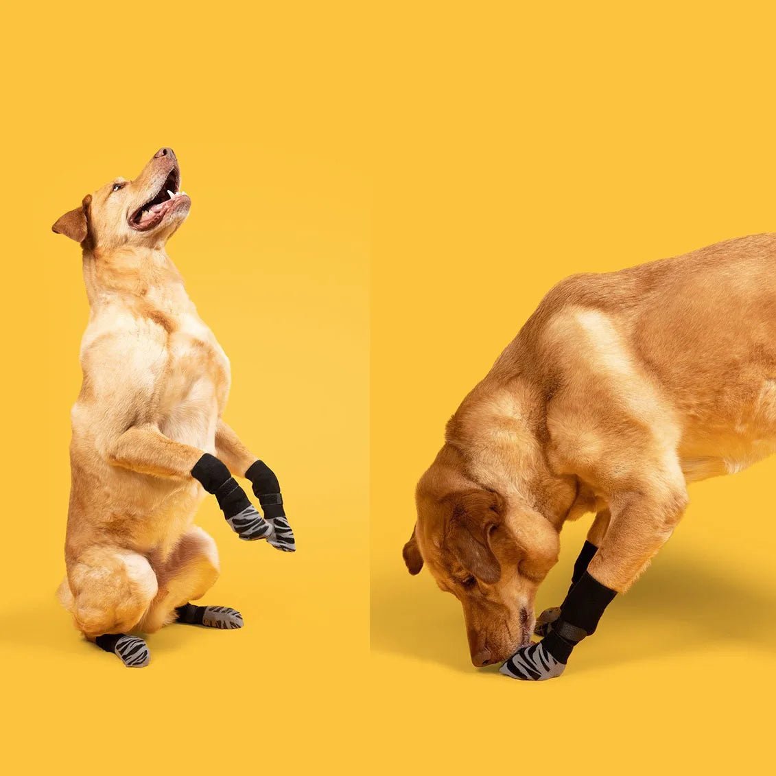 Anti-Slip Dog Socks for All Breeds – Enhanced Grip and Comfort 4