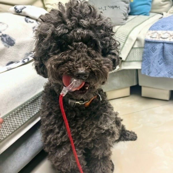 Automatic Dog Walker for All Breeds – Indoor Exercise Solution with Fast USB-C Charging 2