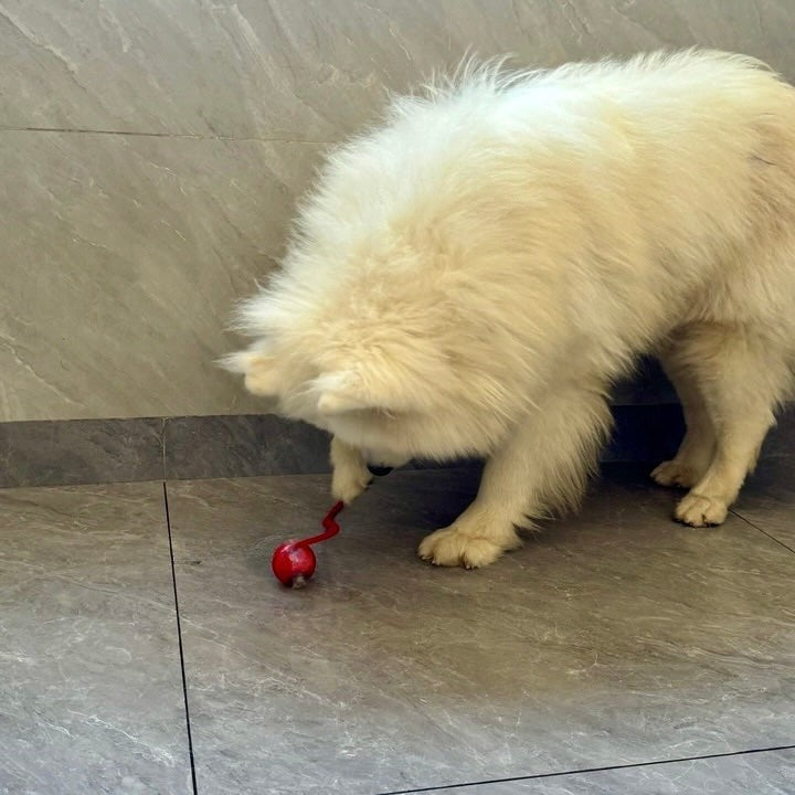 Automatic Dog Walker for All Breeds – Indoor Exercise Solution with Fast USB-C Charging 3