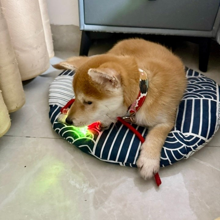 Automatic Dog Walker for All Breeds – Indoor Exercise Solution with Fast USB-C Charging 7