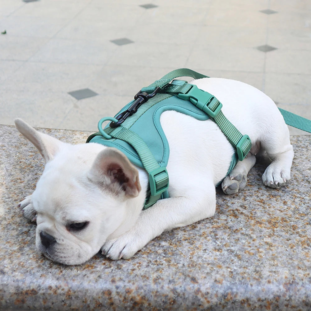 Bailey Lightweight Dog Harness – Breathable Adjustable Vest for Small to Medium Dogs 4