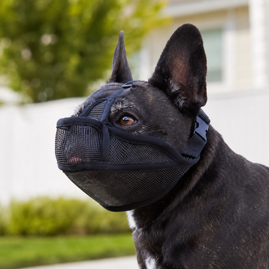 Basket muzzle for dogs featuring a breathable mesh design and drink-friendly open structure, perfect for short-snout breeds like Bulldogs and Pugs. 1