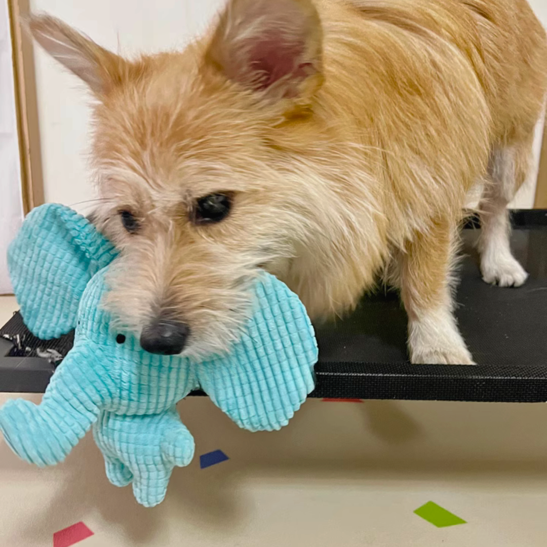 Calming Elephant Plush Toy for Dogs with Interactive Sounds – Chewable, Machine Washable, Soft Fabric 5