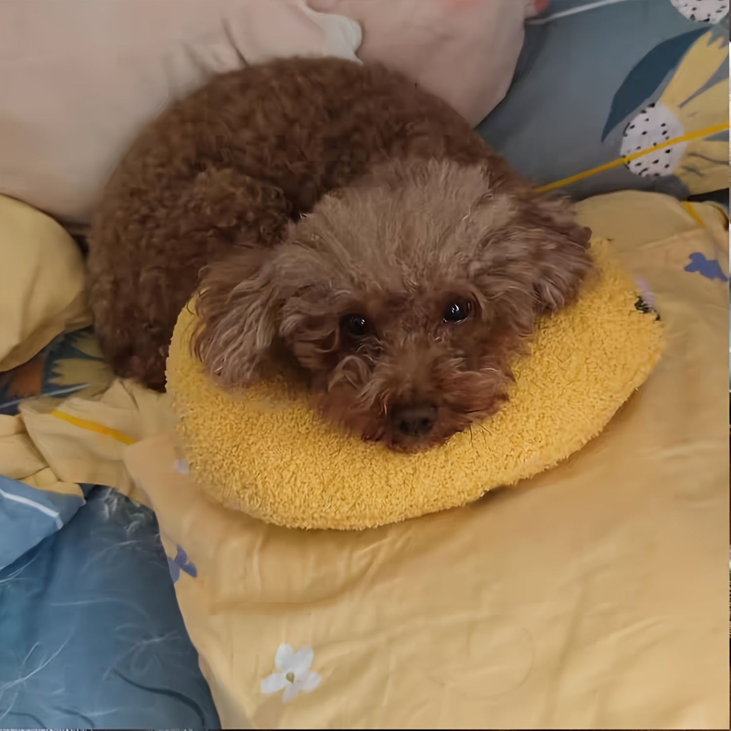 Calming plush dog neck pillow designed for small dogs, providing ergonomic sleep support and comfort. 8