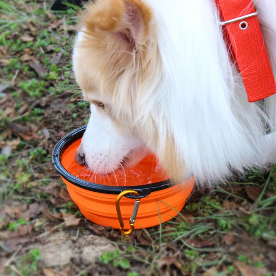Collapsible Silicone Pet Bowl – Portable Travel Bowl for Dogs and Cats 3