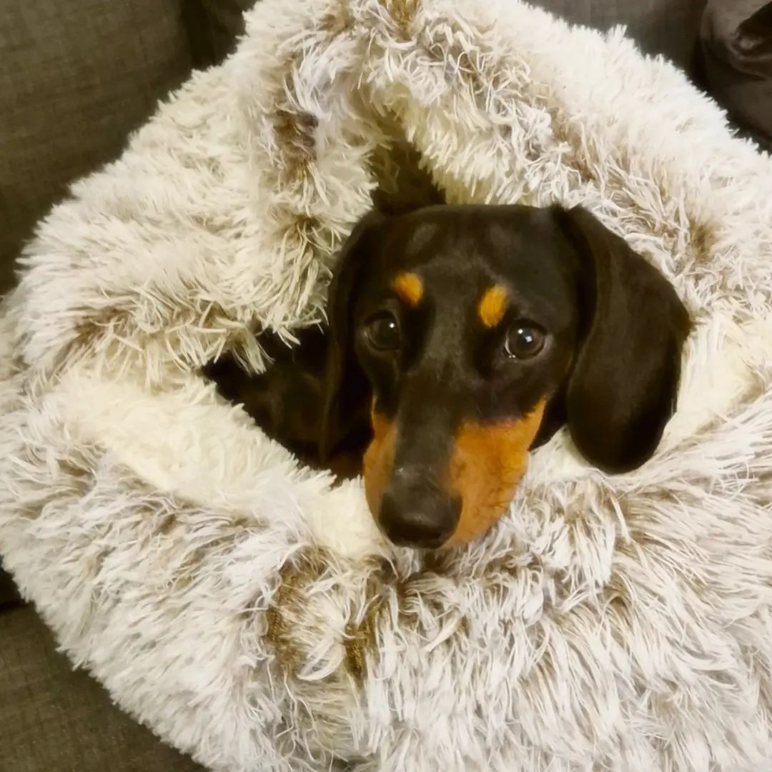 Cozy Faux Fur Pet Bed for Small Dogs – Self-Warming Half-Cave Design 5