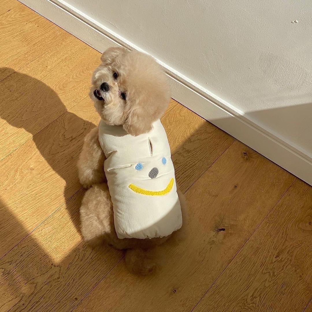 Cozy Thermal Cotton Dog Coat for Small to Medium Breeds – Lightweight, Adjustable Fit, Four Colors Available 0