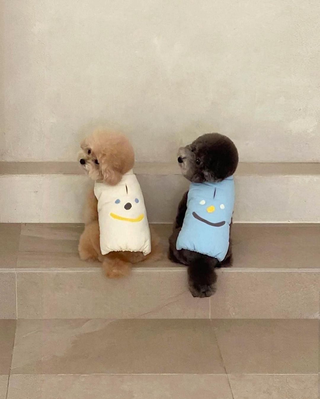 Cozy Thermal Cotton Dog Coat for Small to Medium Breeds – Lightweight, Adjustable Fit, Four Colors Available 7