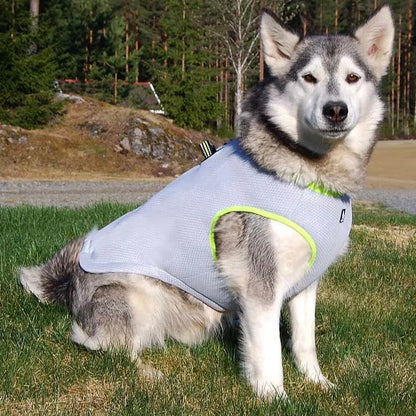 Digital Pet Thermometer for Dogs and Cats – Accurate, Compact, Easy-to-Use Canine Thermometer for Quick Temperature Measurement 1