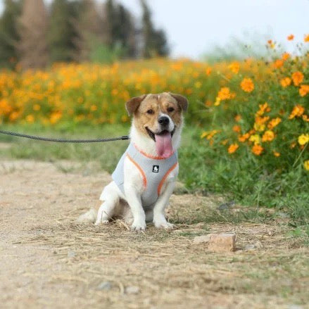 Digital Pet Thermometer for Dogs and Cats – Accurate, Compact, Easy-to-Use Canine Thermometer for Quick Temperature Measurement 2