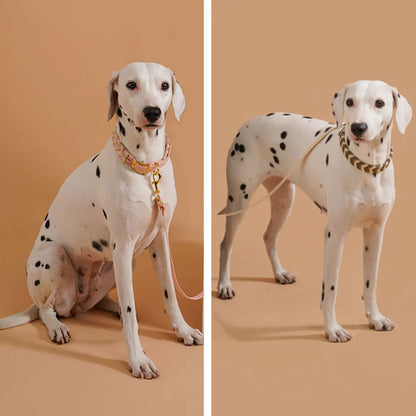 DivaDraag | Colorful Dog Collar for Adventures 5