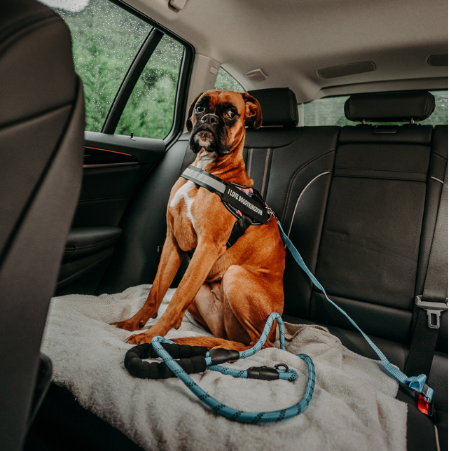 Dog Car Safety Seat Belt with Durable Nylon Fabric and Universal Compatibility 2