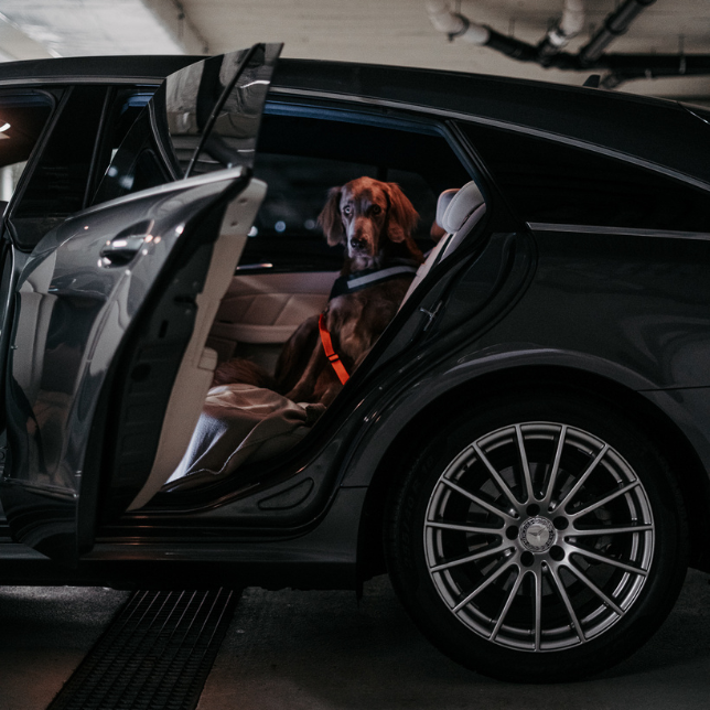 Dog Car Safety Seat Belt with Durable Nylon Fabric and Universal Compatibility 4