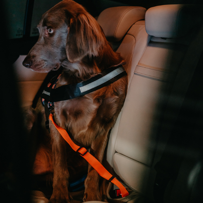 Dog Seat Belt Harness for Safe Travel – Durable Nylon Dog Car Restraint with Universal Fit and Comfortable Design 3