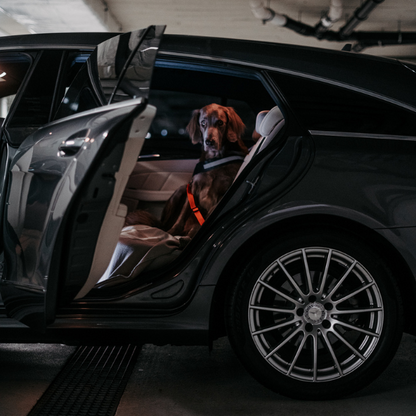 Dog Seat Belt Harness for Safe Travel – Durable Nylon Dog Car Restraint with Universal Fit and Comfortable Design 4