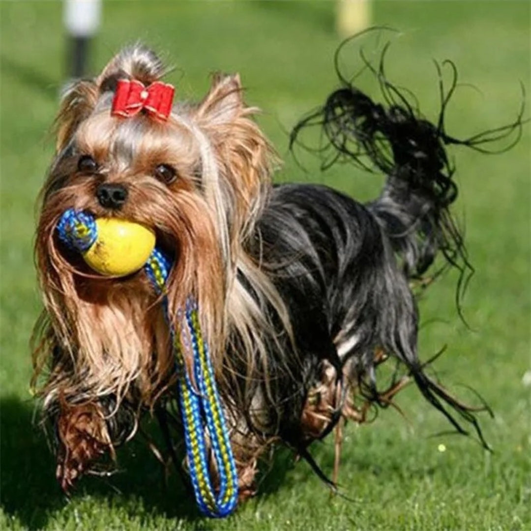 Durable Indestructible Dog Toy Rubber Ball for Aggressive Chewers – Interactive Chew Toy for All Sizes 2