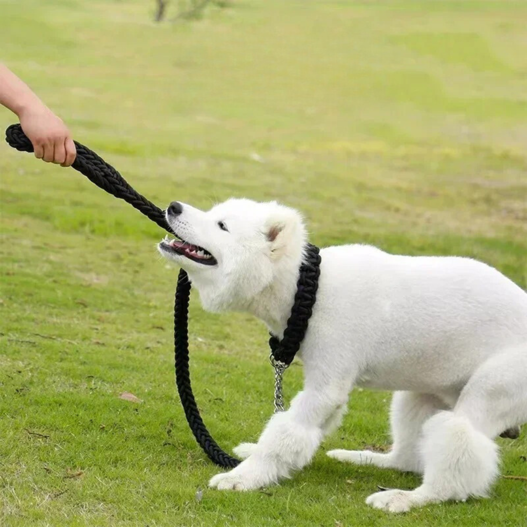 Durable Nylon Dog Leash for Medium and Large Dogs – Comfortable and Strong 5