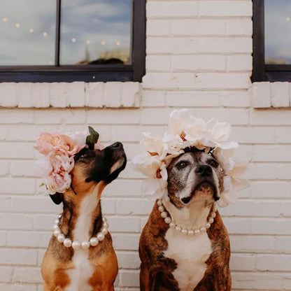 Elegant Pearl Beaded Dog Necklace for Small to Medium Dogs – Pink and White Colors, Lightweight and Stylish Accessory 4