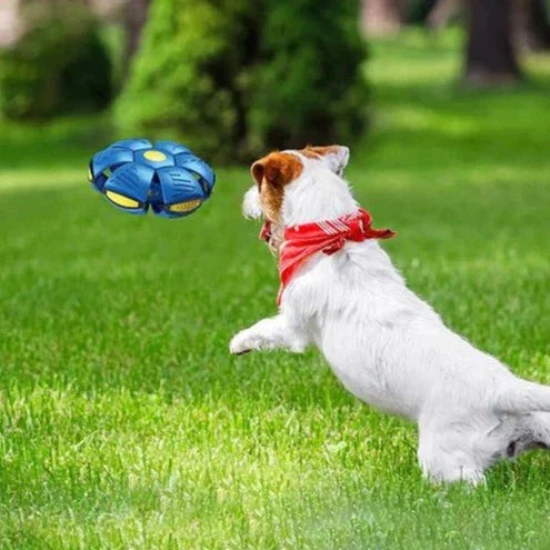 Interactive Doggy Disc Ball Toy for Dogs – Durable and Engaging Playtime Fun 2