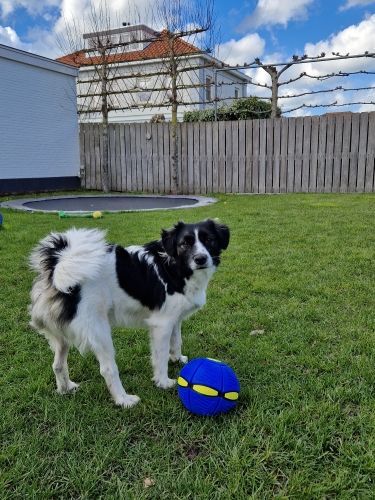 Interactive Doggy Disc Ball Toy for Dogs – Durable and Engaging Playtime Fun 3