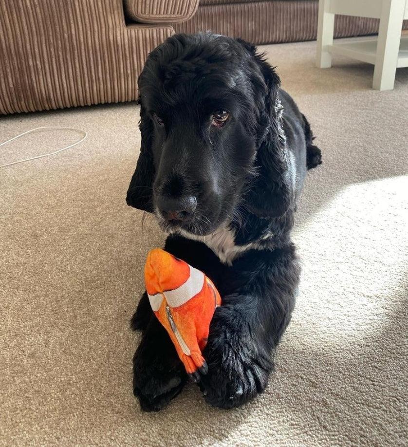 Interactive Flopping Fish Dog Toy – Motion-Activated, Rechargeable, Durable Design 8