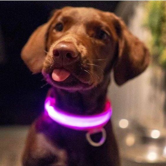 LED Dog Collar with Rechargeable Battery – Durable, Water-Resistant, and Adjustable for All Sizes 5