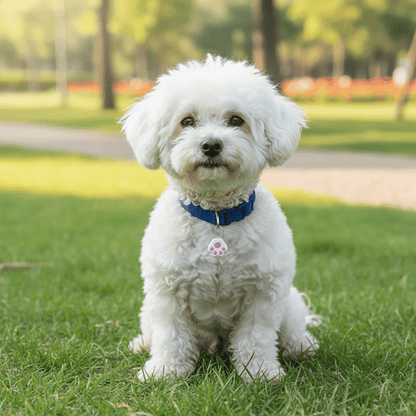 Mini Wireless Pet Tracker with Bluetooth Connectivity – Lightweight Dog Tracker for Easy Pet Monitoring 6
