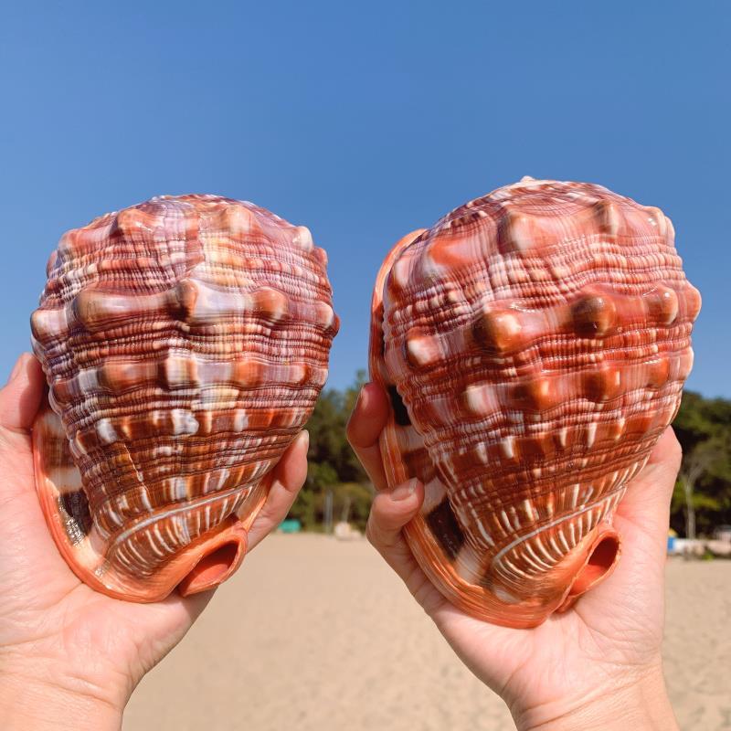 Natural Aquarium Ornaments for Fish Tank Decorations – Unique Organic Underwater Decor 10-16 cm 4