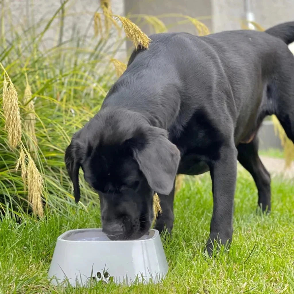 No-Spill Pet Water Bowl with Slow-Drink Design – Keeps Your Pet's Mouth Dry 0
