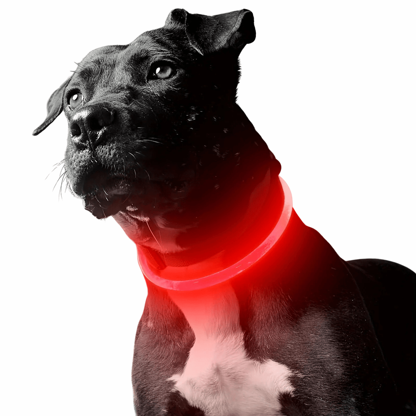 Rechargeable LED Dog Collar with Multiple Light Modes – USB Rechargeable, Weatherproof, Comfortable Fit for Night Safety 0
