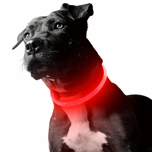 Rechargeable LED Dog Collar with Multiple Light Modes – USB Rechargeable, Weatherproof, Comfortable Fit for Night Safety 0