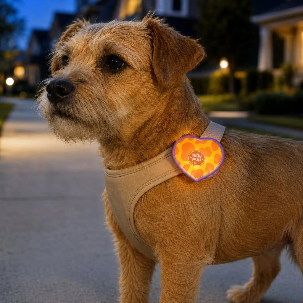 Rechargeable heart-shaped pet visibility light with a wrap-on design and soft LED glow, ideal for collars and leashes to enhance pet safety during nighttime walks 1