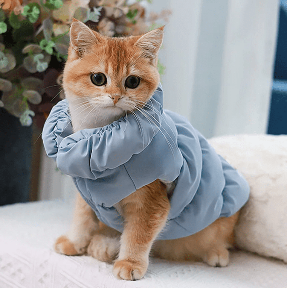 Soft Padded Winter Coat for Small to Medium Pets – Comfortable and Warm 4