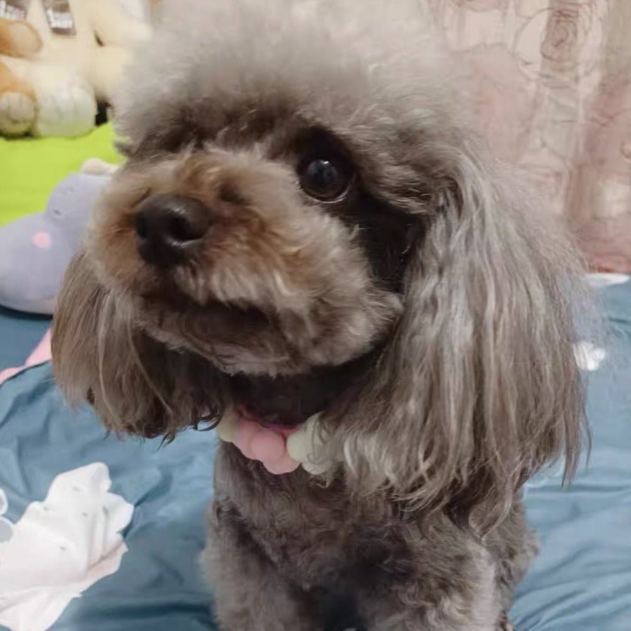 Stylish Knitted Flower Pet Collar for Small to Medium Dogs – Soft Comfortable Fit in Vibrant Colors 7