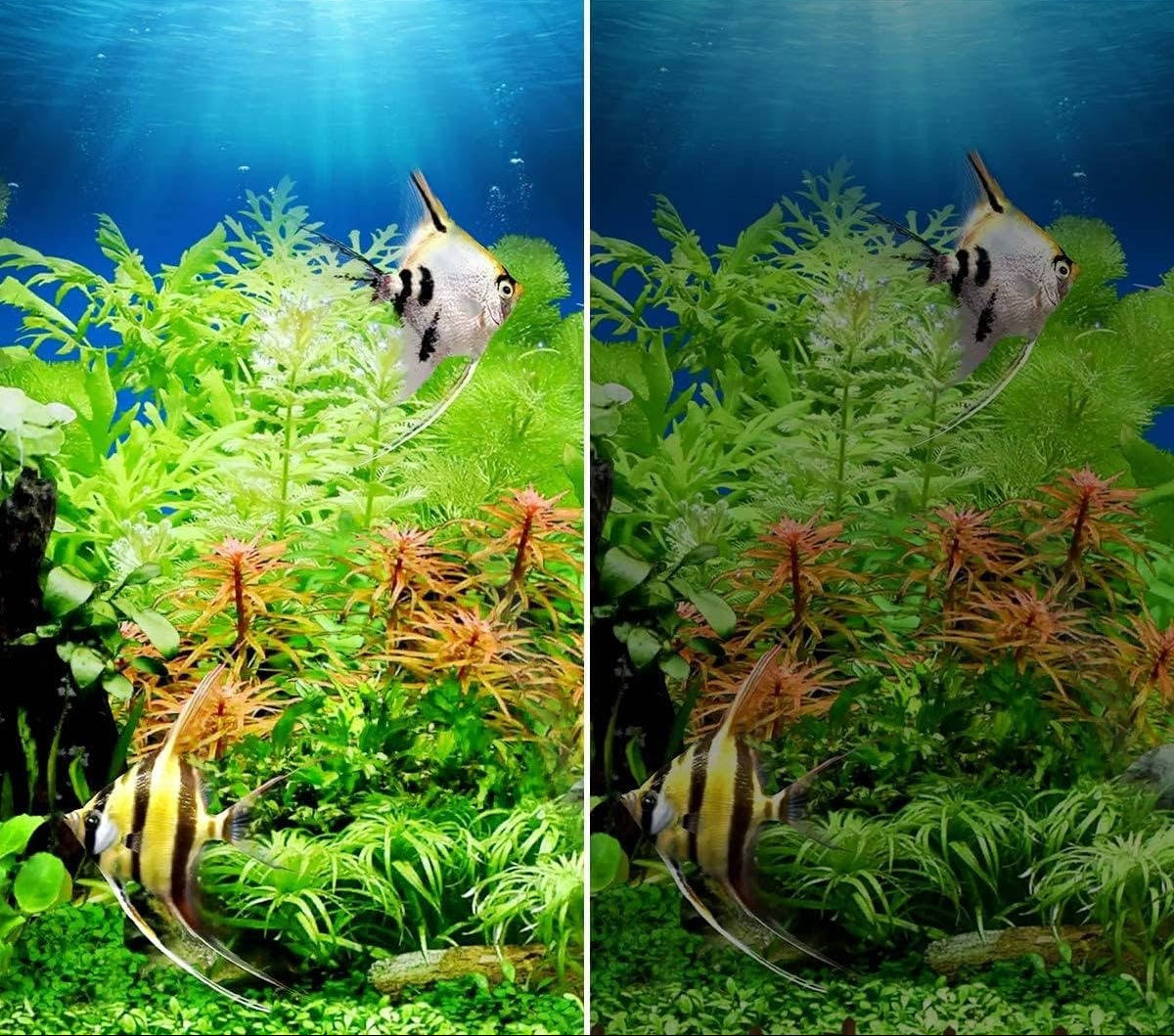 Super Slim LED Aquarium Light for Fish Tank – 0.12 Inch Thin Design with Natural Sunlight Spectrum for Vibrant Growth 4